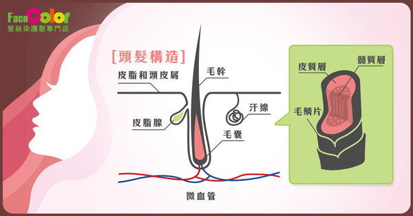 頭髮構造
