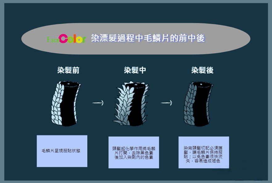 漂髮前、中、後毛鱗片變化示意圖